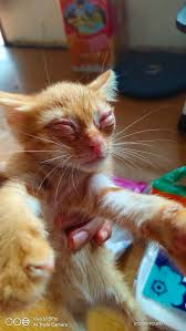Maybe you would like to learn more about one of these? Obat Sakit Mata Kucing Kitten Bengkak Merah Berair Belek Tetes Tearz Lazada Indonesia