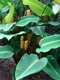 Image result for calathea