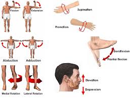 Quick notes on muscle behavior. Muscle Movement Names Anatomical Movements Of The Human Body Geeky Medics Common In Ball And Socket Joints