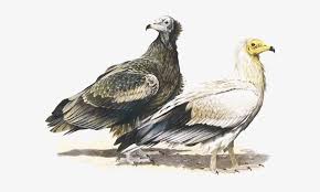 These powerful birds of prey represent resourcefulness under any circumstances. Egyptian Vulture Egyptian Vulture Illustration 590x411 Png Download Pngkit