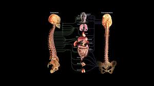 Image result for Sympathetic Nervous System