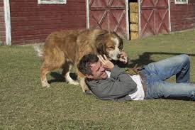 Az egy kutya négy útja megérkezett a mozikba. Egy Kutya Negy Elete A Dog S Purpose 2017 Mafab Hu