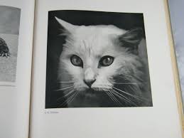 1934 "GERMAN ANNUAL OF PHOTOGRAPHY" ~ "DAS DEUTSCHE LICHTBILD" ~ BRUNO  SCHULTZ