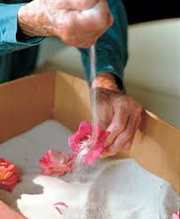 This process can be relatively simple. Drying Flowers In Sand Finegardening