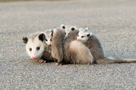 Backyard Buddies Opossums In Florida Please Don T Hurt Us Universal Pest Control