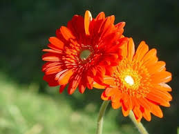 Niente trasmette più gioia di questo bouquet di margherite fiori tipo margherite colorate gerbera, la margherita colorata. Gerbera Piante Perenni Come Coltivare La Gerbera