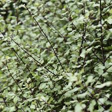 Image result for Pittosporum tenuifolium