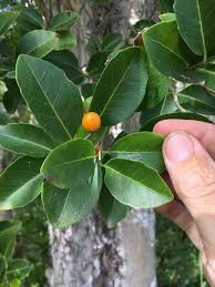 Image result for Drypetes