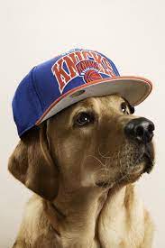 Dogs With Caps Cuded Dog Wif Hat Dog Hats Dog Images