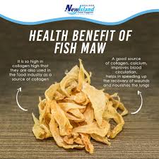 introduction to fish maw