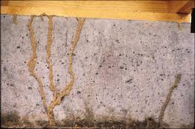 If you're looking for a termite killer, we've got you covered. Signs Of Termites Paske Pest Control Animal Solutions Paske Pest Control Wildlife Solutions