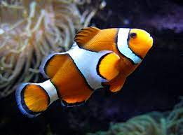 Check spelling or type a new query. 20 Best Saltwater Aquarium Fish In 2020 For Beginners