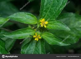 Image result for Synedrella nodiflora