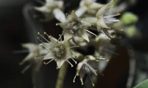 Image result for Chaetachme aristata