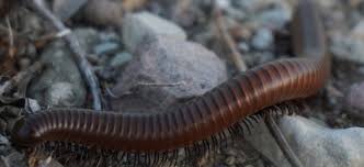 Your striped millipede stock images are ready. Insects Spiders Centipedes Millipedes Big Bend National Park U S National Park Service