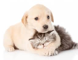 kedi ve kopeklerin birlikte yiyebilecegi mamalar dodo mama blog