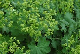 تفسير اكل الحمام في الحلم. ÙÙˆØ§Ø¦Ø¯ Ø¹Ø´Ø¨Ø© Ø±Ø¬Ù„ Ø§Ù„Ø­Ù…Ø§Ù… Ù„Ù„Ø¨Ø´Ø±Ø© Ù…ÙˆØ³ÙˆØ¹Ø© Ø¯Ø§Ø± Ø§Ù„Ø·Ø¨