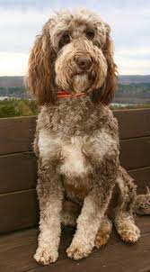 Mini f1b golden doodle puppies grow so fast. Goldendoodle Association Of North America All About Goldendoodle Colors And Coats