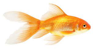 All Types Of Goldfish And How To Easily Tell Them Apart Goldfish Types Goldfish Comet Goldfish
