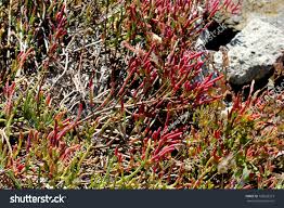 Image result for Sarcocornia