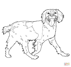 Use these images to quickly print coloring pages. Welsh Springer Spaniel Coloring Pages Ahliahzuhairi