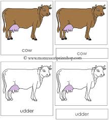 Cow Nomenclature Cards Parts Of A Cow Farm Preschool Montessori Activities