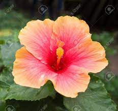 Hibiscus flowers in watercolor painting. Red Orange Hibiscus Flower Focus On Pollen Shot In Natural Light Stock Photo Picture And Royalty Free Image Image 18382909