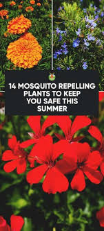 Available at participating franchised locations only. 14 Mosquito Repelling Plants To Plant In Your Garden