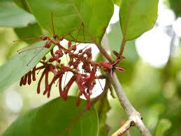 Image result for Helixanthera