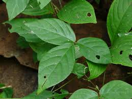 Image result for Teramnus