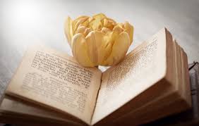 When mine bloomed, it lasted for months. Free Images Blossom Light Photography Flower Petal Bloom Tulip Yellow Old Book Close Up Font Calligraphy Flowering Plant Prayer Book Land Plant 6016x3824 1043847 Free Stock Photos Pxhere