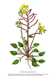 Image result for Ludwigia stenorraphe