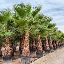 My two washingtonia palms arrived today and look fantastic in their new home. Washingtonia Robusta Single Trunk For Sale Direct From Spain Washingtonia Palms