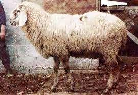 Image result for lamon.