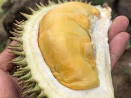 Di malaysia, durian merupakan buah yang paling popular untuk dimakan segar dan telah buah yang sangat digemari oleh pengguna. 9 Jenis Durian Di Malaysia Tip Tip Untuk Memilih Durian Yang Terbaik