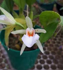 Image result for Bridelia ripicola