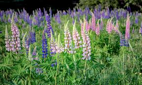 Sie werden traditionell als eingelegte zwischenmahlzeit gegessen, hauptsächlich im mittelmeerraum ( l. Lupine Kostbare Natur