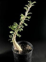 Image result for Pterodiscus aurantiacus