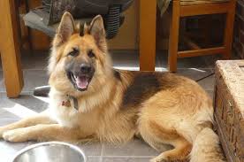 Some dewormers paralyze the worms and kill them. Deworming Schedule For German Shepherd Puppies And Adult Dogs