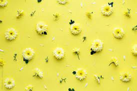 Yellow Flower Background By Ruth Black Flower Background Yellow Flower Wallpaper Flower Backgrounds Purple Flower Background