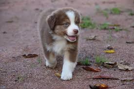 Facile à dresser, féru d'activité, gardien de mouton le berger australien a… presque tout pour plaire. Chiot Berger Australien Du Temple De Pales Elevage Famillial De Bergers Australiens