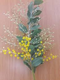 Image result for Stylochaeton borumensis