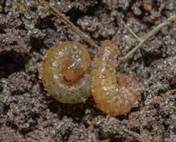 Is a florida domestic profit corporation filed on november 7, 2005. Pest Challenges In The Sunshine State Pct Pest Control Technology