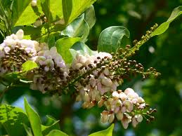 Image result for Millettia pinnata