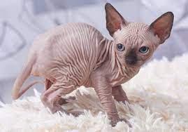 Sphynx/rex sphynx and rex breeds are the most unusual looking in the world of cats. File Cat Sphynx Kittens Img 11 Jpg Wikimedia Commons