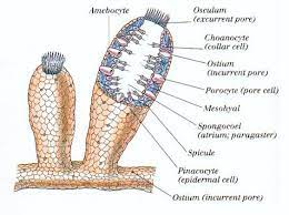 Maybe you would like to learn more about one of these? Sponge Anatomy Anatomy Drawing Diagram