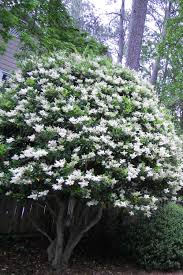 Image result for Ligustrum