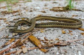 Ribbon snakes are found in the eastern united states and southeastern canada. Eastern Ribbonsnake Reptiles Of Jekyll Island Ga Inaturalist