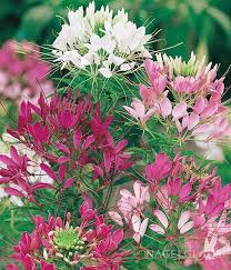 Image result for Cleome densifolia