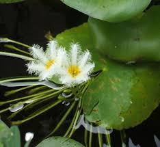 Plants under water do the exact same thing as plants grown on land some under water plants suck. Snowflake Miniature Hardy Water Lily Woodvale Fish Lily Farm Perth